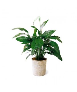 Spathiphyllum Spathiphyllum